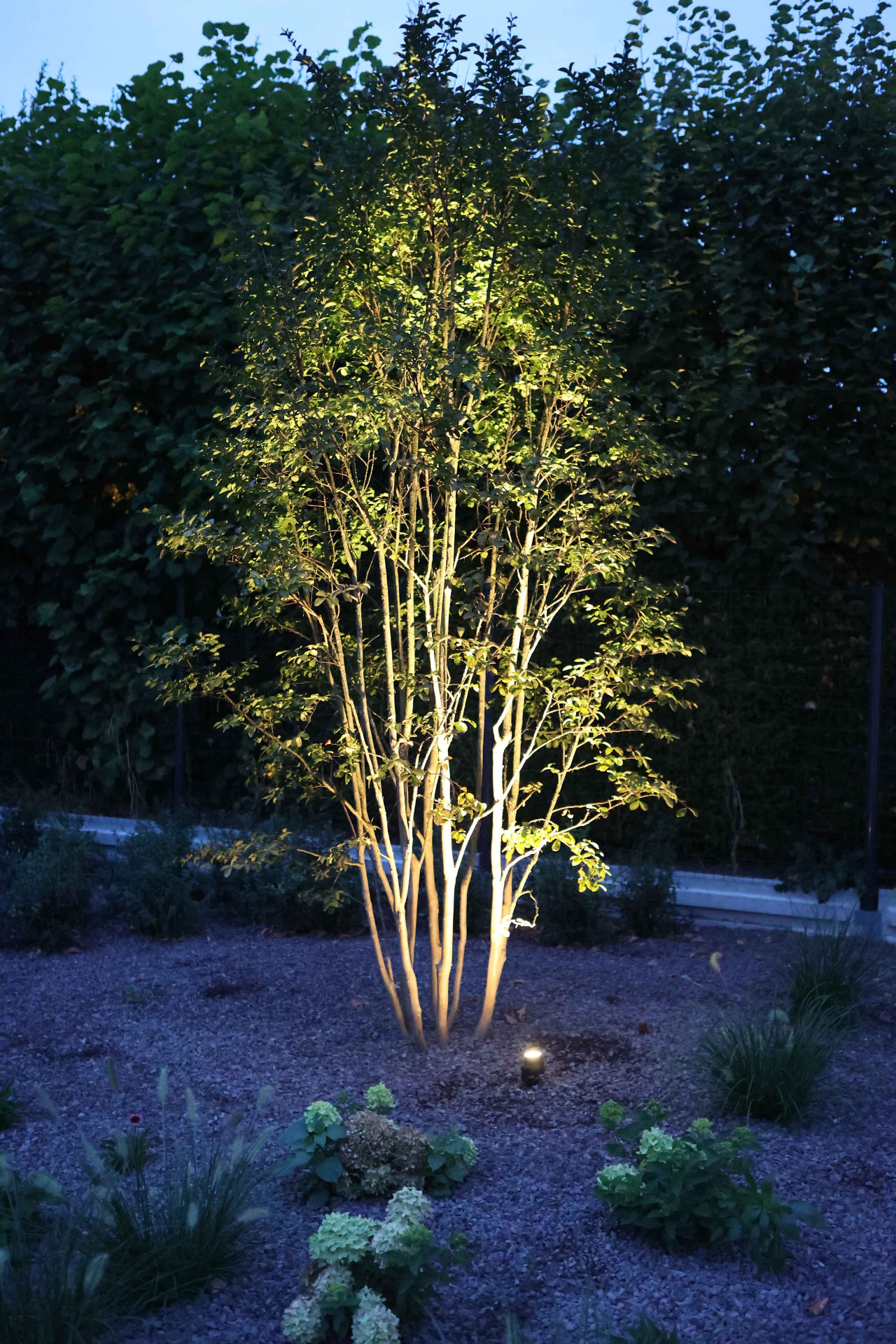 Tuin met sfeerverlichting bij avond, gerealiseerd door Hoffelijk